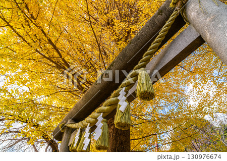 【神奈川県】空を覆う銀杏が美しい鎌倉の葛原岡神社 130976674