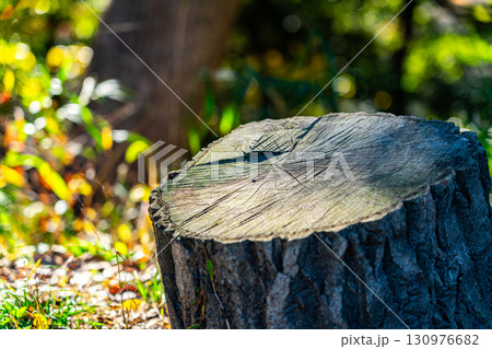 木漏れ日の中の切り株 130976682