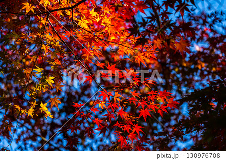 【神奈川県】紅葉が深まる源氏山公園 【神奈川県】紅葉が深まる源氏山公園 130976708