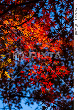 【神奈川県】紅葉が深まる源氏山公園 130976709