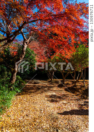 【神奈川県】紅葉が深まる源氏山公園 130976711