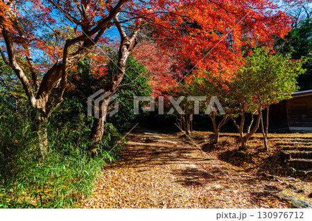 【神奈川県】紅葉が深まる源氏山公園 【神奈川県】紅葉が深まる源氏山公園 130976712