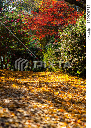 【神奈川県】紅葉が深まる源氏山公園 【神奈川県】紅葉が深まる源氏山公園 130976713