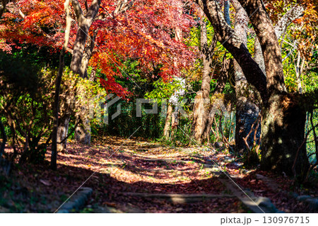 【神奈川県】紅葉が深まる源氏山公園 130976715