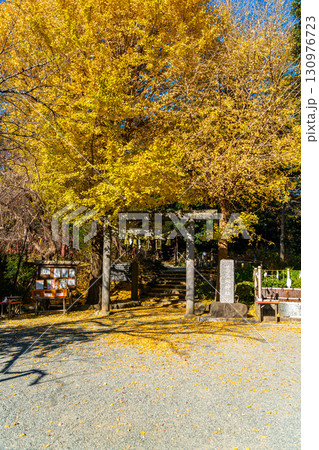 【神奈川県】大きな銀杏が美しい鎌倉の葛原岡神社 130976723