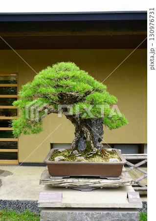 8272　盆栽　黒松　「瑞光」　BONSAI 130976731