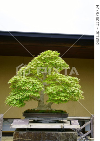 8275　盆栽　山もみじ　BONSAI 130976734