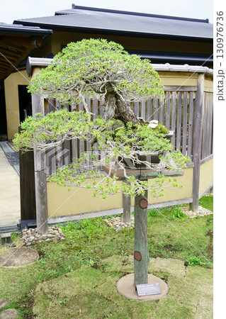 8277　盆栽　五葉松　「白雲」　BONSAI 130976736