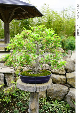 8280　盆栽　姫りんご　BONSAI 130976738