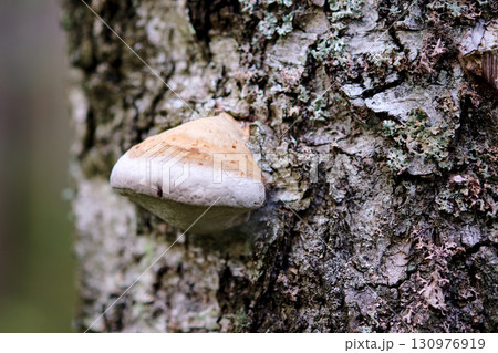 A distinctive mushroom clings to the rugged bark of a tree, surrounded by a serene forest atmosphere, highlighting the beauty of nature in a quiet moment A distinctive mushroom clings to the rugged bark of a tree, surrounded by a serene forest atmosphere, highlighting the beauty of nature in a quiet moment 130976919