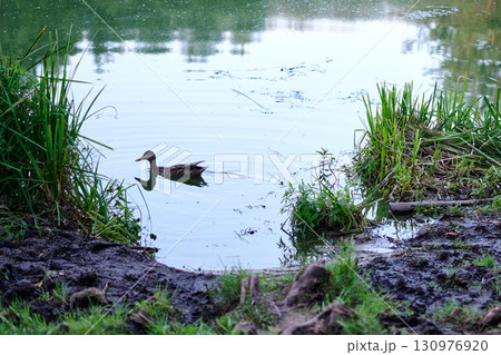 Soft morning light shimmers on a serene pond, where a solitary duck paddles gently among the lush green reeds and earthy banks, creating ripples of calm 130976920