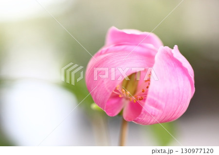 赤色のヤマシャクヤクの花の蕾 130977120