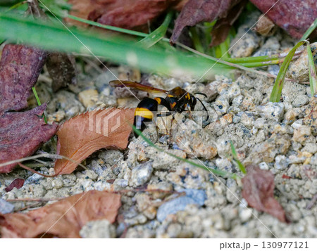 地表で獲物を探すドロバチの仲間スズバチの狩り 130977121