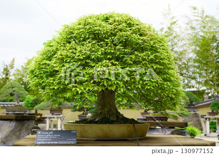 8284 盆栽 欅 BONSAI 8284 盆栽 欅 BONSAI 130977152