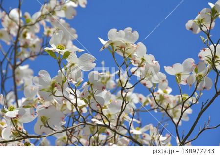 白いハナミズキ（倉敷美観地区／岡山県倉敷市） 130977233