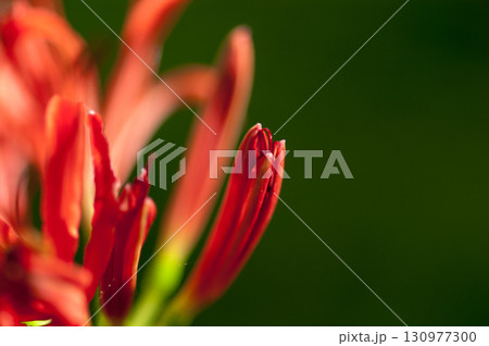 彼岸花の蕾 130977300