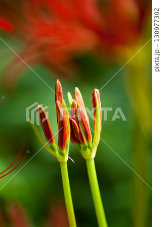 彼岸花の蕾 130977302