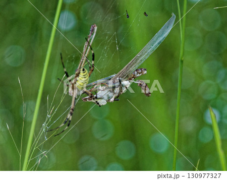 ショウリョウバッタを捕食するナガコガネグモ♀ 130977327