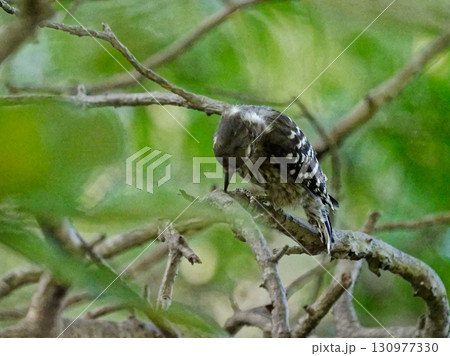 コゲラ♀の採餌 コゲラ♀の採餌 130977330