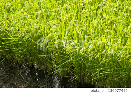 国産米 田んぼ 国産米 田んぼ 130977433