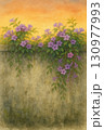 フジの花 つる性 石垣 130977993