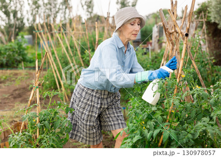 Senior woman gardener spraying tomato. Senior woman gardener spraying tomato. 130978057