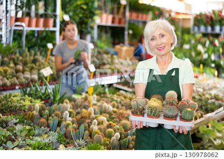 Smiling mature woman, flower shop owner holding tray with cacti 130978062