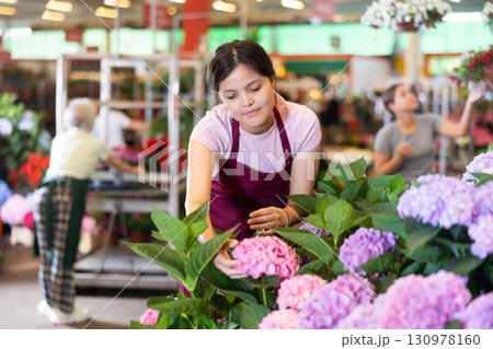 Portrait of female seller taking care flowers of hydrangea in pots Portrait of female seller taking care flowers of hydrangea in pots 130978160