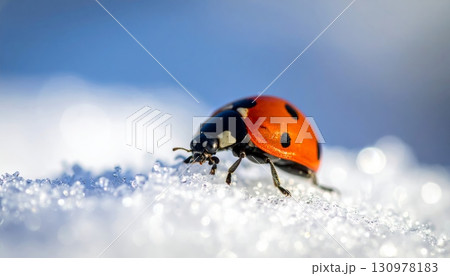 A beautiful red ladybug rests on snowy texture A beautiful red ladybug rests on snowy texture 130978183