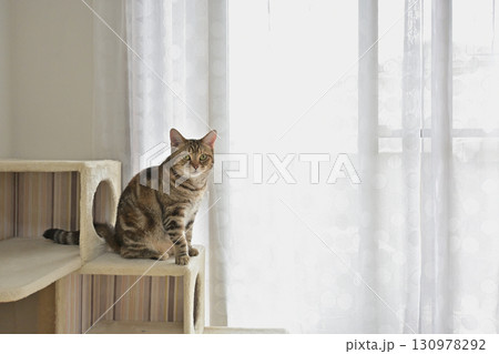 ワンルームの窓辺の猫 130978292