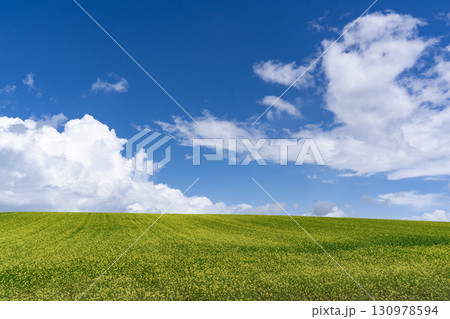 キカラシの咲く丘 130978594