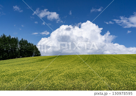 キカラシの咲く丘 130978595