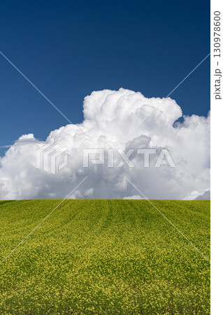 キカラシの咲く丘 130978600