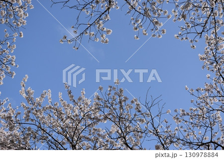 サクラのトンネル 130978884