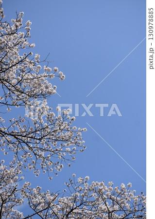 サクラのトンネル 130978885