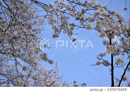 サクラのトンネル 130978889