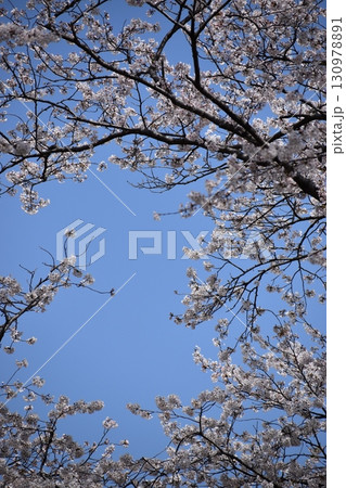 サクラのトンネル 130978891