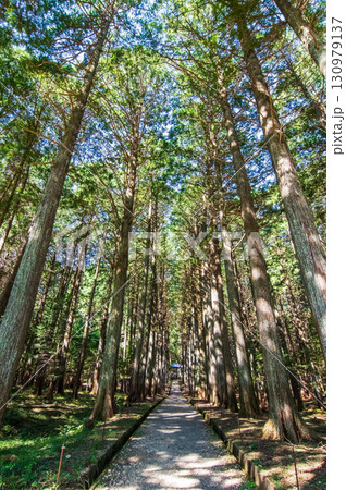 尾高観音 参道 ヒノキの森《三重県 三重郡 菰野町》 尾高観音 参道 ヒノキの森《三重県 三重郡 菰野町》 130979137