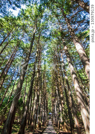 尾高観音 参道 ヒノキの森《三重県 三重郡 菰野町》 尾高観音 参道 ヒノキの森《三重県 三重郡 菰野町》 130979139