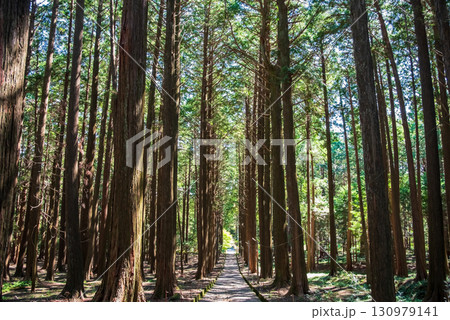 尾高観音 参道 ヒノキの森《三重県 三重郡 菰野町》 130979141