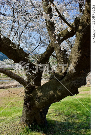 広瀬　月山富田城下　富田川沿いの桜 130979158