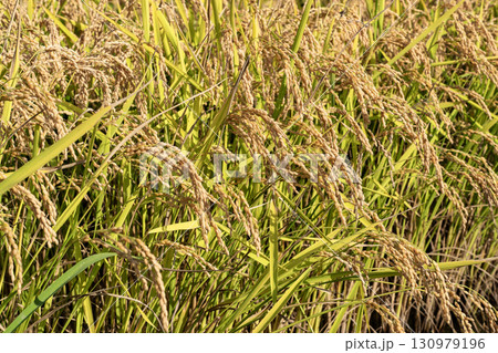東川米の水田 東川米の水田 130979196