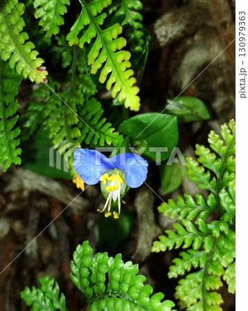 ツユクサ 130979363
