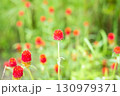 コロンとした可愛い千日紅 130979371