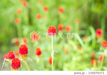 コロンとした可愛い千日紅 130979371