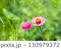 野に咲く鮮やかな百日草 130979372