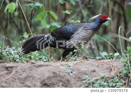 ミヤマハッカン 130979378