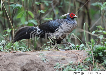 ミヤマハッカン 130979379