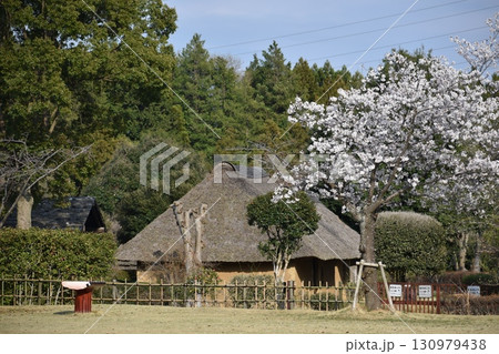 桜が満開の常陸風土記の丘 130979438