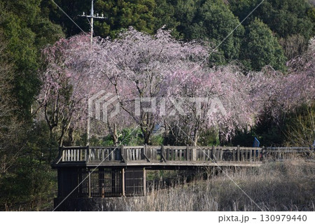 桜が満開の常陸風土記の丘 桜が満開の常陸風土記の丘 130979440